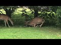 Deer giving birth