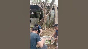 đám cưới quê tôi 1