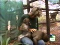 Growing Up Baboon, Growing Up Orangutan