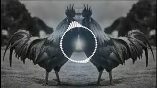 cock song murga song