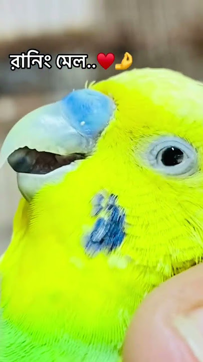 #birds #lovebirdsfarming #lovebirds #rabbit #rabbit #breedingpair