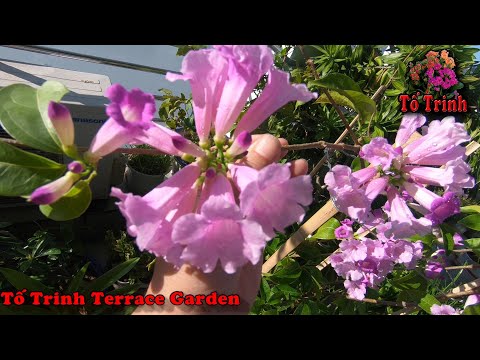 Cách Chăm Sóc Cây Hoa Lan Tỏi Tím Cho Ra Hoa nhiều / Bignonia floribunda Hort | Foci