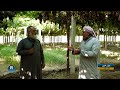 حقول الخير حقول العنب بريف الرقة 19 7 2025 حقول الخير حقول العنب بريف الرقة 19 7 2025