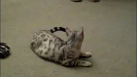 Video 10732951: silver bengal kitten, bengal kittens playing
