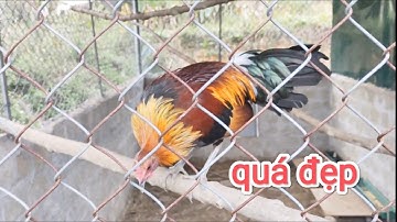 Gà f2 tơ đẹp nhất. qaib txuam 2 zoo nkauj