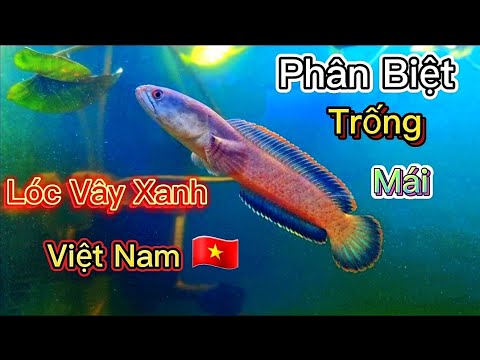 Phân Biệt Cá Lóc Đực Và Lóc Cái # Distinguish Between Male Snakehead And  Female Snakehead - Youtube