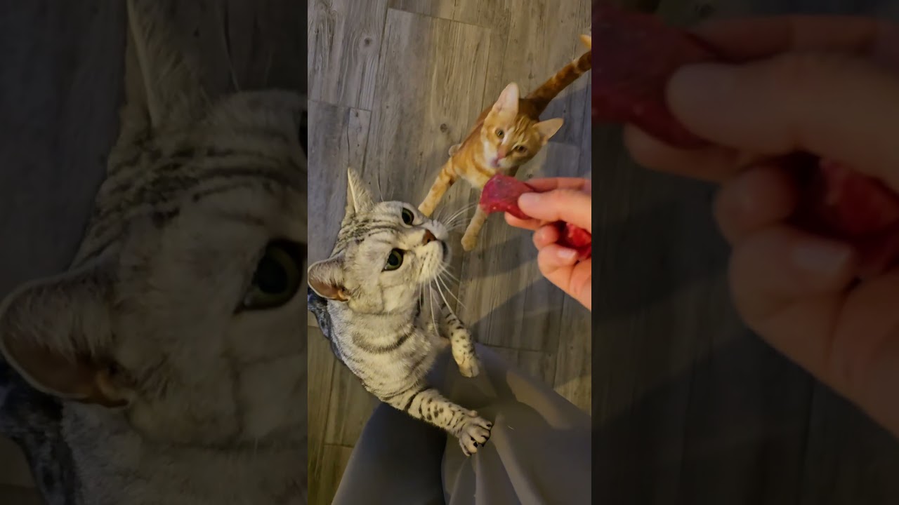 der Chaos Kürbis Teil 3 #katzen