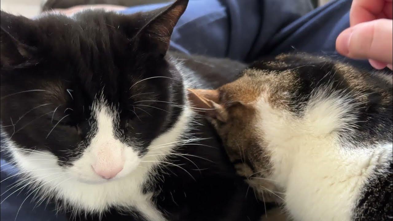 Blind Cat Purrs and Lays on Her Big Brother. Then a kitty cough. YouTube