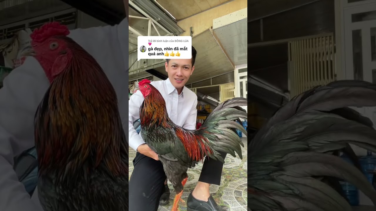 GÀ VẪY DẰN | TRẠI GÀ ĐIỀN AK