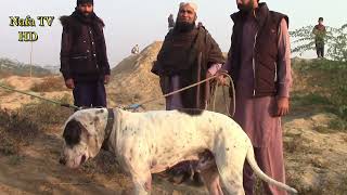 Haroon Abad of Pakistani Bully Kutta Baldoozer