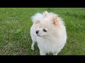 Mochi exploring the yard! ❤️