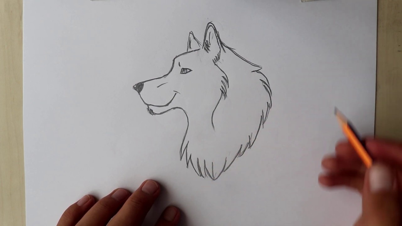 11 Creative Sketched wolf 4 hrs of drawing for Adult