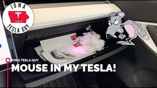 There's a Mouse in My New Tesla!!!