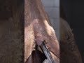 From Elk Hide to Shoes | Bark Tanning #primitiveskills #hunting #survivalskills #flintlockhunting