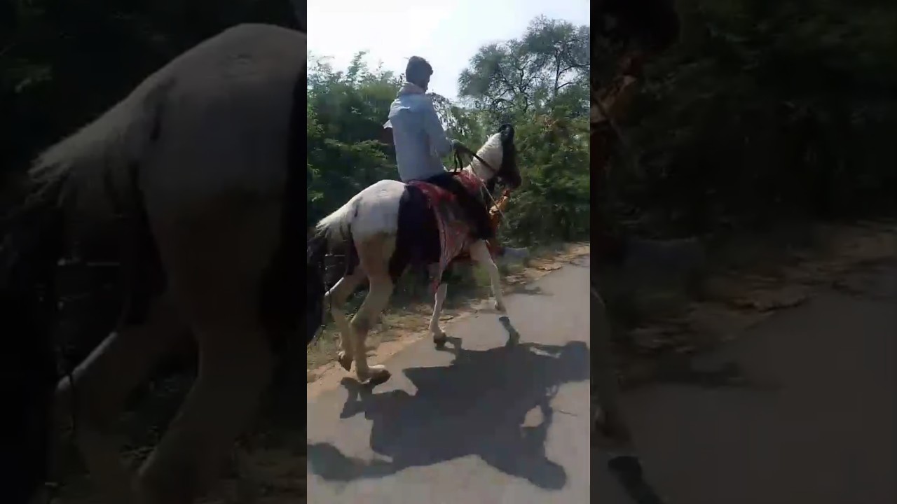 horse riding 🥰#shorts #horse #ghoda #horseriding #horselover #trending