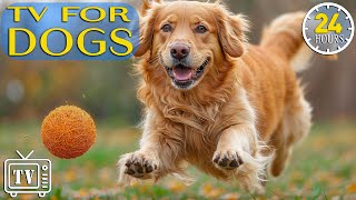 The Best Fun Relaxing Tv For Dogs Cure Separation Anxiety Music To Calm Dogs With Video For Dogs
