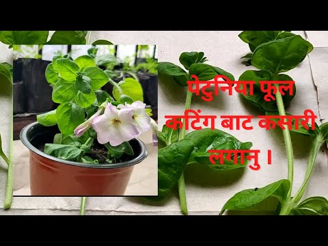 वीडियो: टेरी पेटुनिया: कटिंग द्वारा प्रचार