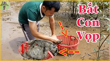 Đi bắt vọp trong rừng ở miền tây |  Catch shellfish in the mangrove forest | LAM TRI VLOGS