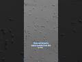 Can You Filter Sperm Cells рџ рџ Science Biologyfact Sciencefacts Can You Filter Sperm Cells рџ рџ Science Biologyfact Sciencefacts