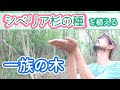 シベリア杉の種・一族の木を植えてみた『アナスタシア~響きわたるシベリア杉』シリーズを読んで一族の土地を探し中