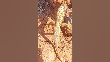 Dong nhông khủng #shorts