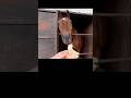 じゅっば〜 2/4 #引退馬 #horse #馬 #なみあし