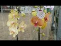 Обзор цветущих орхидей в Оби Мега-Парнас..предзавоз к 8 марта😀