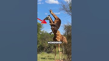who is the king of the jungle??
