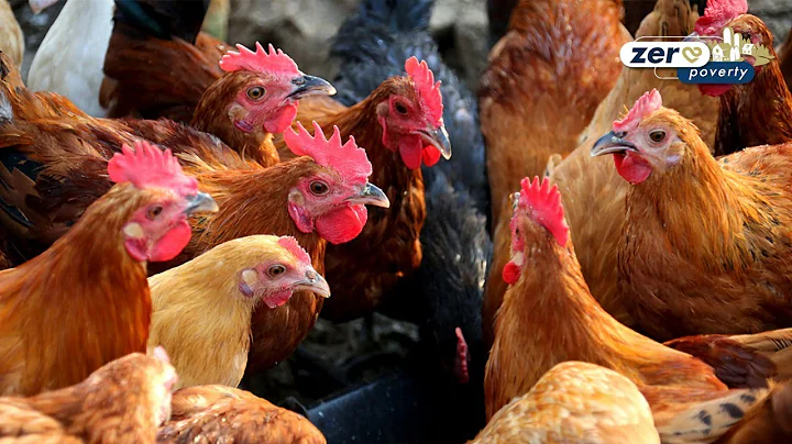 Live: Chicken business boosts villagers' income in NE China's Yixian 跟着“溜达鸡”脱贫奔小康