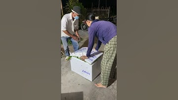 Hoa Cúc Giống Khánh Hòa A NHÀN Pha Lê Rễ Xuất Nam Phong Nam Định Năm TÔNG SƯ Vang Danh 7/9/2025 ÂL