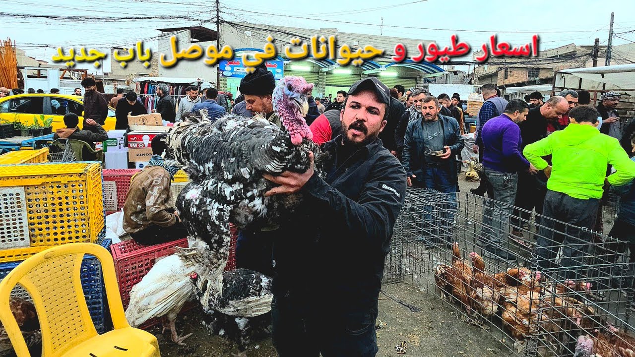 Экскурсия по Мосулу | Цены на птиц и животных в Мосуле, Баб аль-Джадид