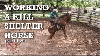 Helping a Rescue 4 yo Horse Part 2