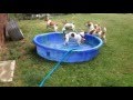 Pool Party Of Dogs.very funny clip