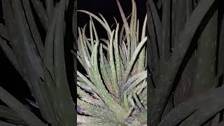 gece sessizliğinin güzelliği 😍 #bitkibakımı #nature #flowers #bitkiler #plants #cicek