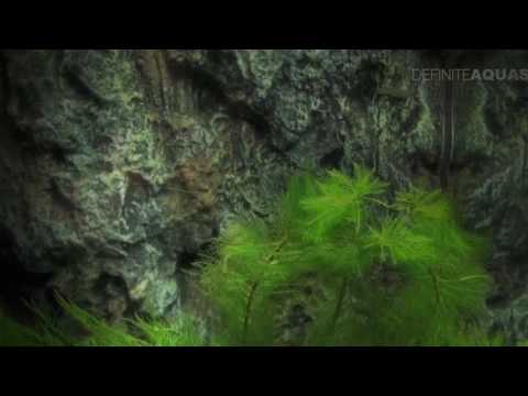 Methods for breeding aquarium fish   Aquatics Live 2012, part 9 720p 30fps H264 192kbit AAC