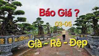 Báo Giá Cây Cảnh mới nhất - Già như cây triển lãm, giá chỉ vài chục triệu 03/05