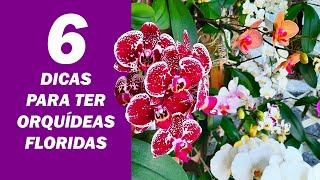 6 Dicas Para Ter Orquídeas Floridas