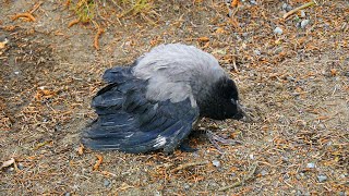 There’s Something Wrong With This Crow by Animalbug 181 views 2 months ago 3 minutes, 33 seconds