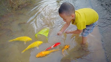 Tìm bắt được nhiều cá vàng nhiều màu sắc đang chạy chốn ở vũng nước