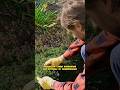 Беларусам сново угрожают штрафами за клумбы у подъезда #новости #беларусь