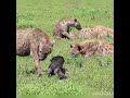 OMG Hyenas Eating A Live Wildebeest Gnu Tazama Hatari Ya Fisi Akili Nyumbu Akiwa Bado Mzima OMG Hyenas Eating A Live Wildebeest Gnu Tazama Hatari Ya Fisi Akili Nyumbu Akiwa Bado Mzima