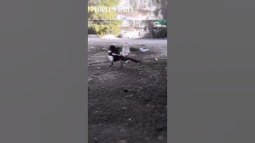 Magpie drops pebbles into a water bottle to make the water level rise so it could have a drink