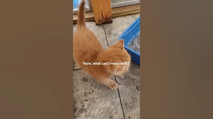 Video 9860471: kittens cutecat catlife catlover, kitten kitty catlover catlife, cats kittens cutecat catlife, cutecat funny catlover catlife, kitty love catlover kitten, kitten catlover cute kitty