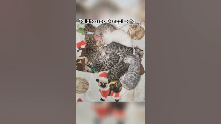 Video 9629881: bengal cat breed, bengal cat family