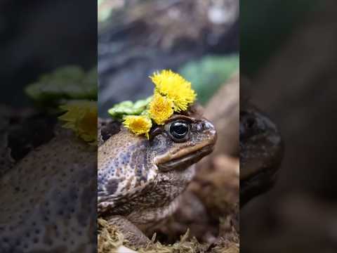 Самые красивые лягушки - Насекомышки #насекомышки #лягушка #лягушки #жаба #природа #красота