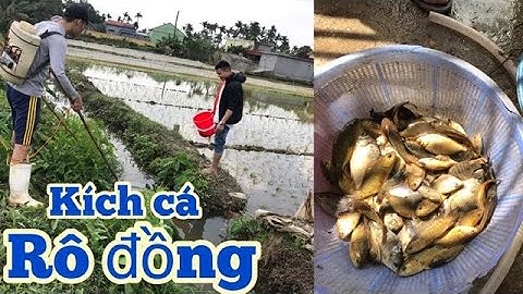 Theo chân cao thủ kích cá rô đồng | Use electric jack to catch copper perch