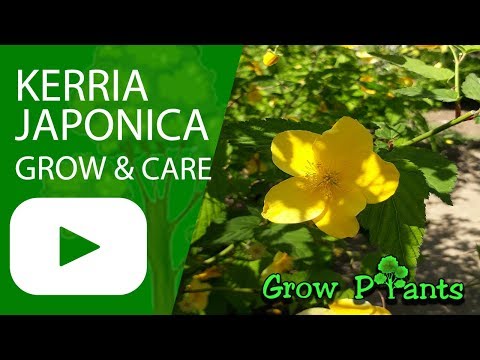 Kerria Japonica - grow and care