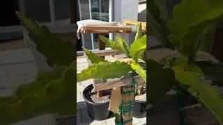 Dragon Fruit Alaska Fish Fertilizer Works Great 👍 #dragonfruitgrowing