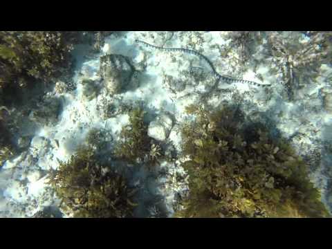 Video: Morska Kača - Alternativni Pogled