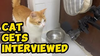 #cat #cats #catsofyoutube #catvideos Cat gets interviewed for TV show
